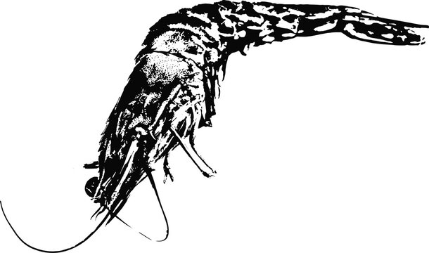 recommend clip art: Black and white illustration sketch of a Prawn hand drawing vector isolated on white background.