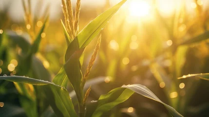 Foto op Plexiglas Generative AI Sunrise over a picturesque cornfield, with dewdrops glistening on the leaves, evoking a serene ambiance. © vadosloginov
