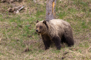 Grizzly Bear in Springtime in Yellowstone National Park Wyoming