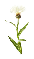 Fresh cornflower blossom beautiful white flowers isolated on white background.