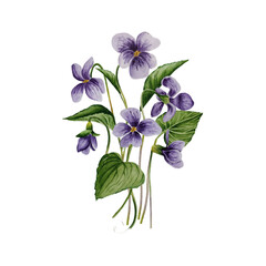 Watercolor spring purple flowers bouquet. Hand drawn violets ornament.