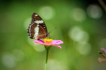 Exotic wing color pattern of lime butterfly 