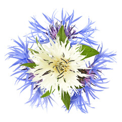 Fresh cornflower blossom beautiful white and blue flowers falling in the air isolated on white background. Zero gravity or levitation spring flowers conception, high resolution image
