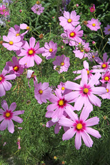 Pink Cosmos bipinnatus, commonly called the garden cosmos or Mexican aster, in flower.