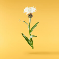 Fresh cornflower blossom beautiful white flowers falling in the air isolated on yellow background. Zero gravity or levitation spring flowers conception, high resolution image - obrazy, fototapety, plakaty