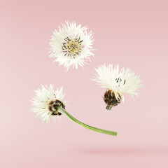 Fresh cornflower blossom beautiful white flowers falling in the air isolated on pink background. Zero gravity or levitation spring flowers conception, high resolution image - obrazy, fototapety, plakaty