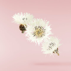 Fresh cornflower blossom beautiful white flowers falling in the air isolated on pink background. Zero gravity or levitation spring flowers conception, high resolution image