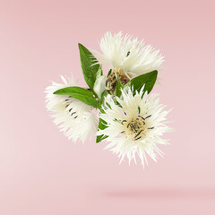Fresh cornflower blossom beautiful white flowers falling in the air isolated on pink background....
