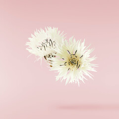 Fresh cornflower blossom beautiful white flowers falling in the air isolated on pink background. Zero gravity or levitation spring flowers conception, high resolution image - obrazy, fototapety, plakaty