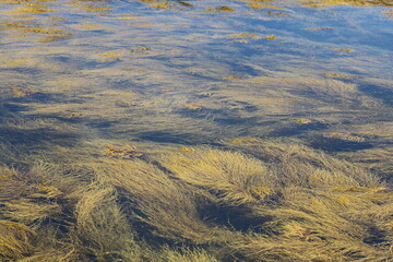Water Plant