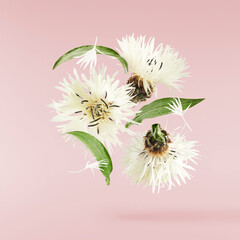 Fresh cornflower blossom beautiful white flowers falling in the air isolated on pink background....