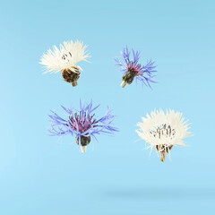 Fresh cornflower blossom beautiful white flowers falling in the air isolated on blue background. Zero gravity or levitation spring flowers conception, high resolution image