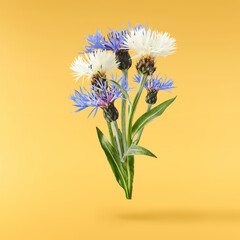 Fresh cornflower blossom beautiful white flowers falling in the air isolated on yellow background. Zero gravity or levitation spring flowers conception, high resolution image - obrazy, fototapety, plakaty