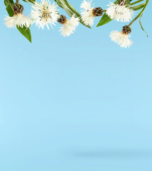 Fresh cornflower blossom beautiful white flowers falling in the air isolated on blue background....