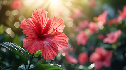 Backlighting on blooming red hibiscus flower with green blurry leaves background, shone by morning sunlight - obrazy, fototapety, plakaty