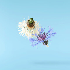 Fresh cornflower blossom beautiful white flowers falling in the air isolated on blue background. Zero gravity or levitation spring flowers conception, high resolution image
