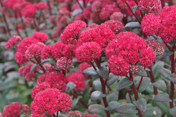Fototapeta premium Red Hylotelephium Sedum, or stonecrop, ÔRed CauliÕ in flower.