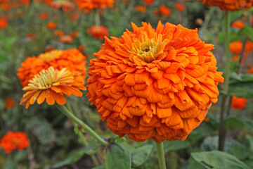 Zinnia elegans, or common zinnia, 'Super Yoga Orange' in flower.