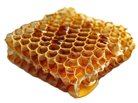 Delicious honeycomb isolated, closeup detailed shot