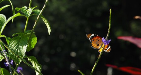 Danaus Genutia (Common tiger) butterfly on Stachytarpheta urticifolia (nettleleaf velvetberry) stem, wings open,with green leaves and dark bokeh background with red leaves