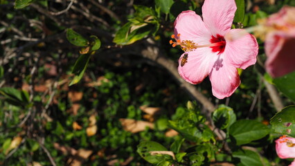 Hibiscus flower (pink) with a bee, with green bokeh background of leaves and branches