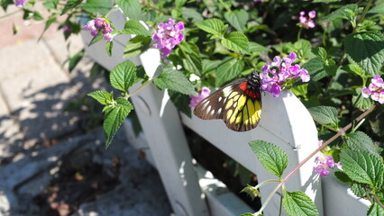 Red-base Jezebel (Delias pasithoe) butterfly feeding on purple Lantana flower branching out from...