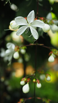 White Clerodendrum wallichii (Bridal Veil) flower with hanging buds and dark bokeh background