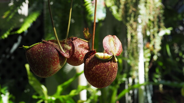 3 globe-shaped traps of Nepenthes (Pitcher Plants) of yellowish green color with red spots, against a bokeh background of green leaves