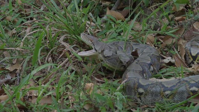 Python crawls on rocks and grass.