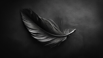 feather on black