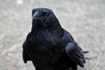 crow on the ground