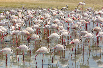 Greater Flamingos (Phoenicopterus roseus) at Ras Al Khor Wildlife Sanctuary in Dubai, flock of birds wading in lagoon and fishing, close-up view.