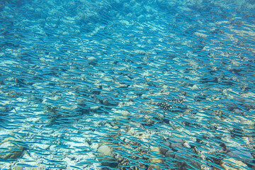 Fischschwarm im Indischen Ozean