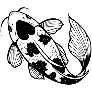 Koi Fish Sketch Drawing.