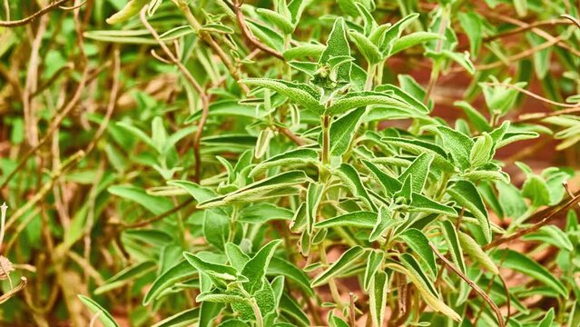 Phlomis fruticosa (Jerusalem sage) is species of flowering plant of Lamiaceae family, native to Albania, Cyprus, Greece, Italy, Turkey, and regions of former Yugoslavia.