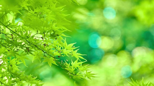 Acer palmatum (Japanese Maple) belongs to the genus of maples. Originally from Japan, Korea and China, green fan maple has a stature height of up to 15 meters.