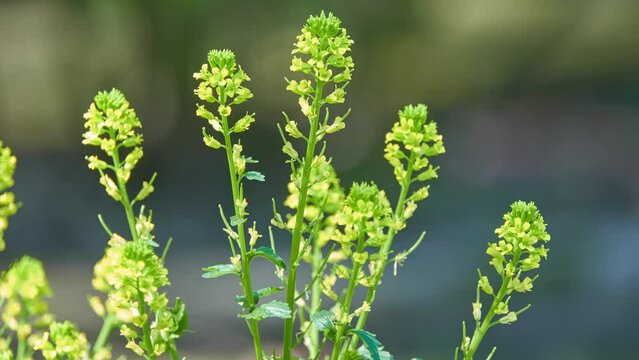 Lepidium virginicum, also known as least pepperwort or Virginia pepperweed, is herbaceous plant in mustard family (Brassicaceae). It is native to much of North America.