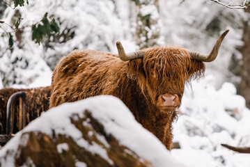 A shaggy highland coo (cow) standing in the snow on a winter day in the Scottish Highlands - obrazy, fototapety, plakaty