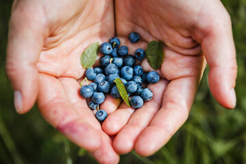 The girl holds  ripe blueberries in her hand
