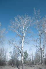 White trees