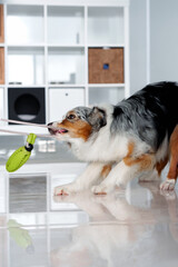 Australian Shepherd plays with a rubber toy. The dog is tugging at the rope. Interesting enriched...
