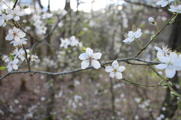 frühling