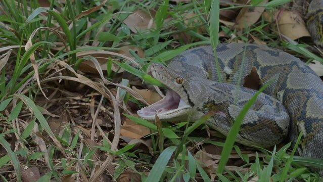 Python crawls on rocks and grass.