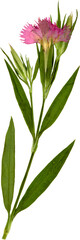 Fototapeta premium Pressed Dianthus First love Flower