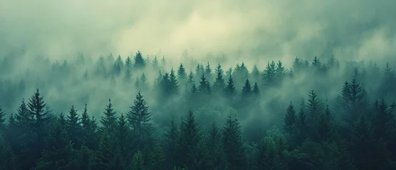 Fotobehang a forest filled with lots of green trees covered in a blanket of fog and smoggy skies with mountains in the distance © LELISAT