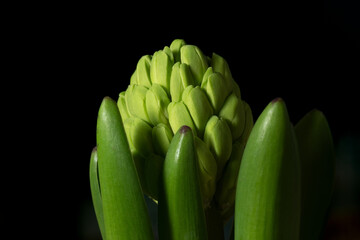 unbloomed hyacinth close up on a black background. nice shape and colors