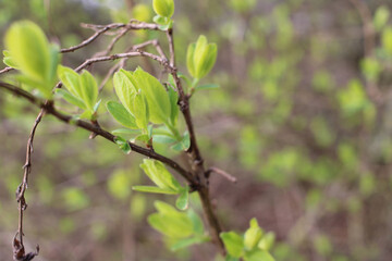 Spring leaves on bushes
