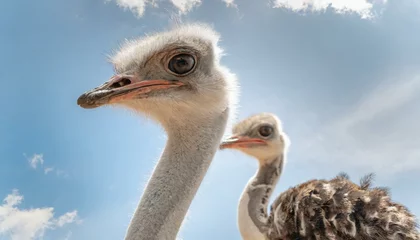 Rolgordijnen Tender shot of a mother ostrich with her little baby ostrich © juanorihuela