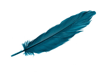 blue feathers on white isolated background