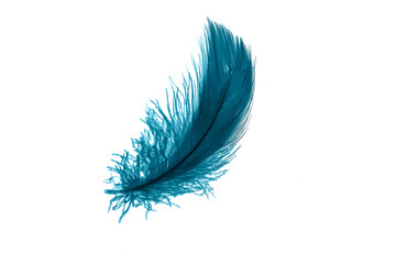 blue feathers on white isolated background